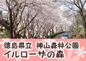 徳島県立神山森林公園イルローザの森